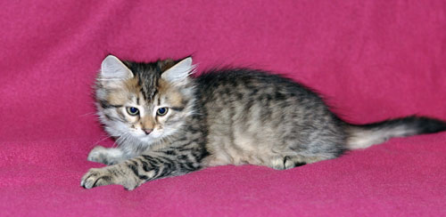 Siberian kitten for sale Newfoundland