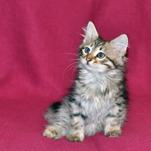 Siberian kitten for sale Nova Scotia