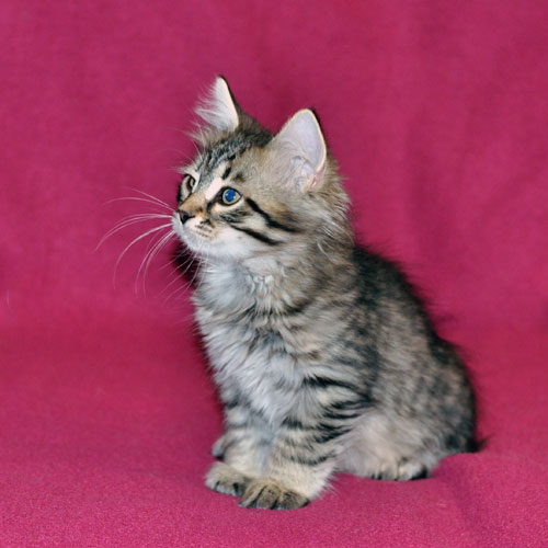 Siberian kitten for sale Ontario
