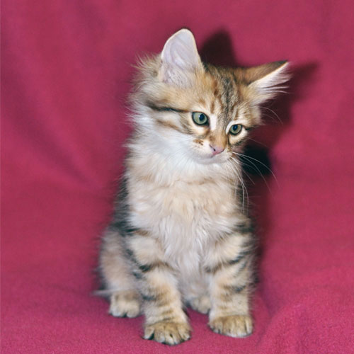 Siberian kitten for sale Ottawa