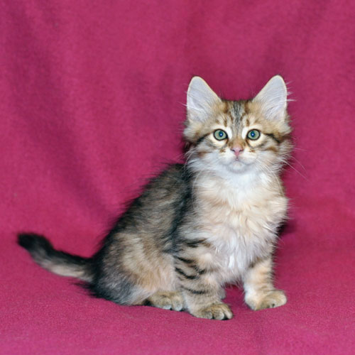 Siberian kitten for sale Toronto