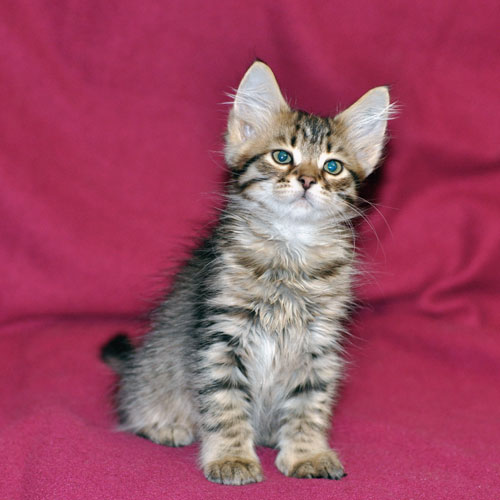 Siberian kitten for sale Vancouver