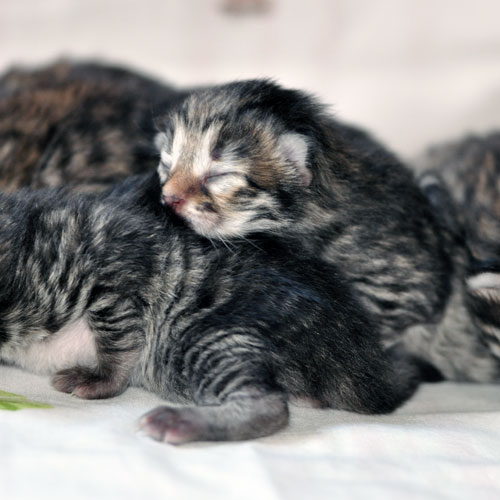 siberian kittens for sale calgary