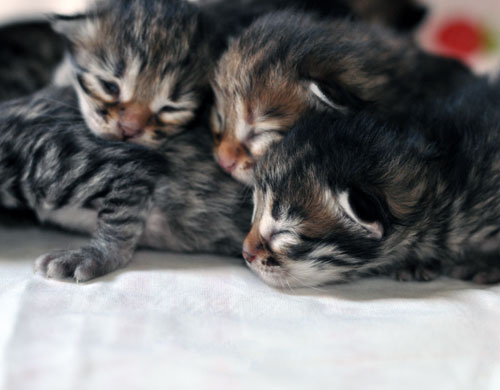 siberian kittens for sale edmonton