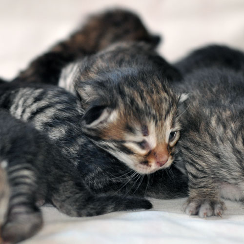 siberian kittens for sale montreal