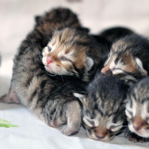 siberian kittens for sale vancouver