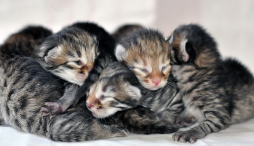 siberian kittens for sale winnipeg