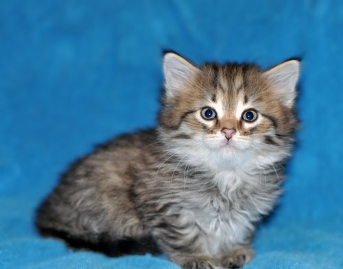 siberian kitten for sale ontario