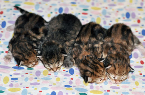 siberian kittens for sale toronto